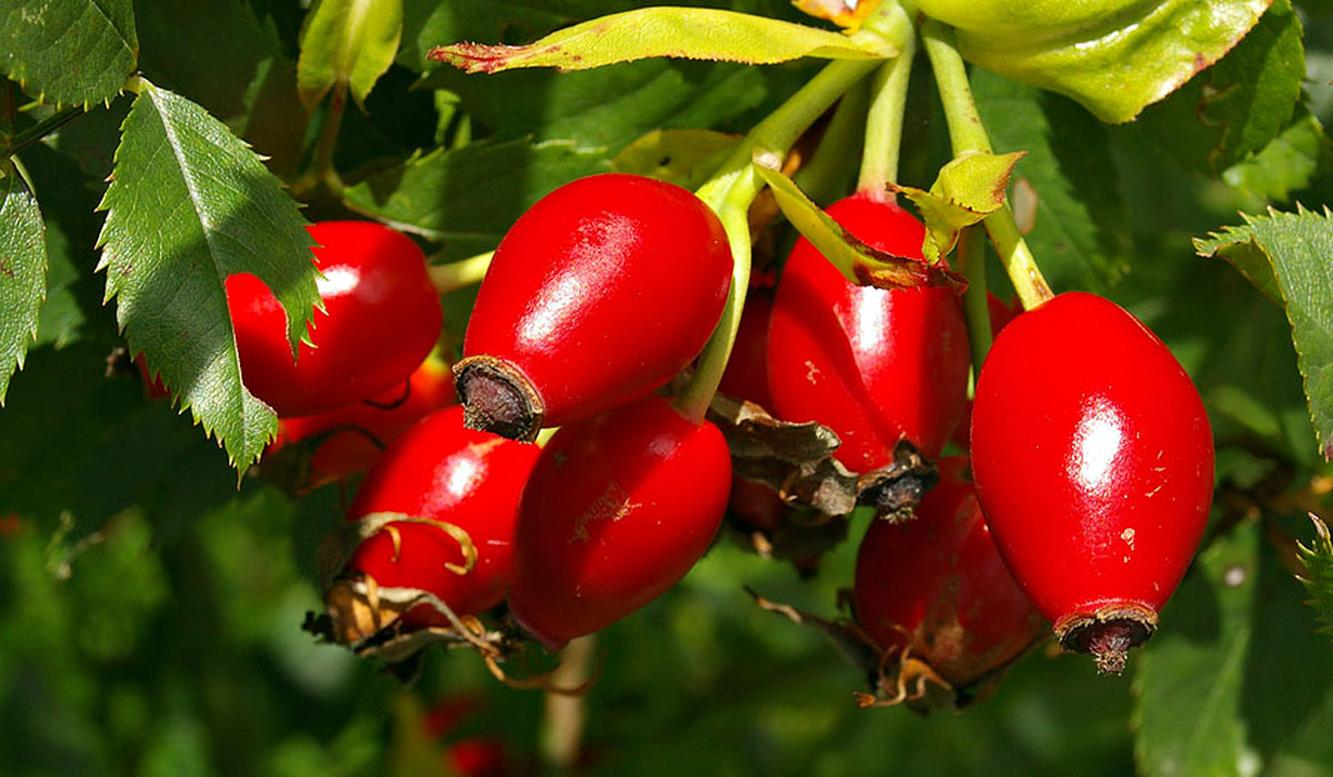 rosehips 1200